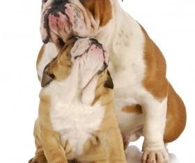 Female bulldog and cubs Stock Photo 09