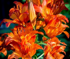 Fire lily Stock Photo