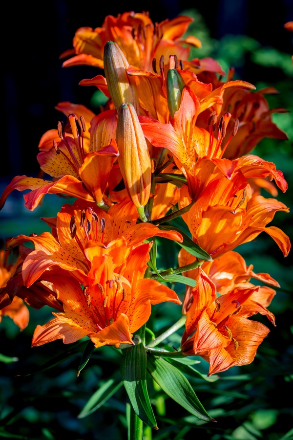 Fire lily Stock Photo