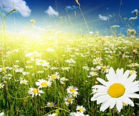 Flower grass clear sky HD picture