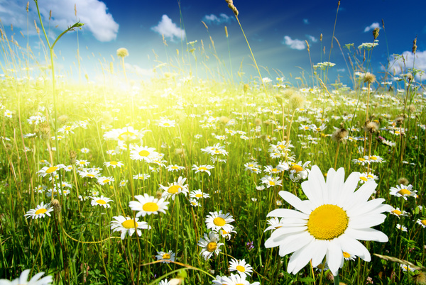 Flower grass clear sky HD picture