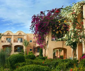 Flower wall holiday house Stock Photo