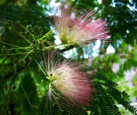 Flowering mimosa Stock Photo