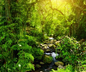 Forest streams HD picture