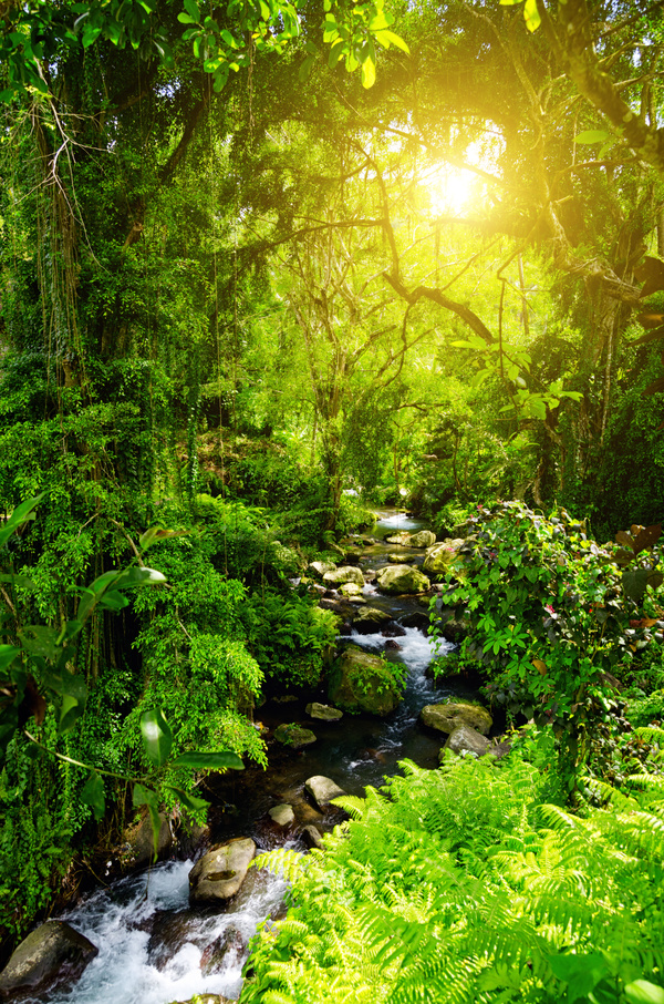 Forest streams HD picture