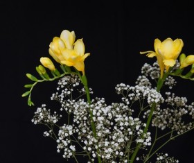 Freesia Stock Photo