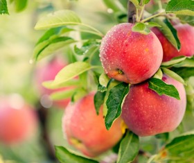 Fruit trees on the red glowing apples HD picture