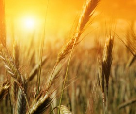 Golden wheat HD picture