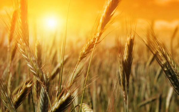 Golden wheat HD picture