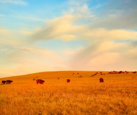 Grass and cattle on the grasslands HD picture