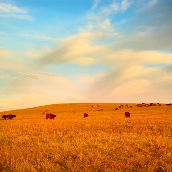 Grass and cattle on the grasslands HD picture