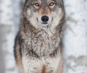 Gray wolf Stock Photo
