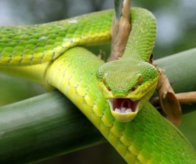 Green green snake Stock Photo