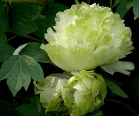 Green peony HD picture
