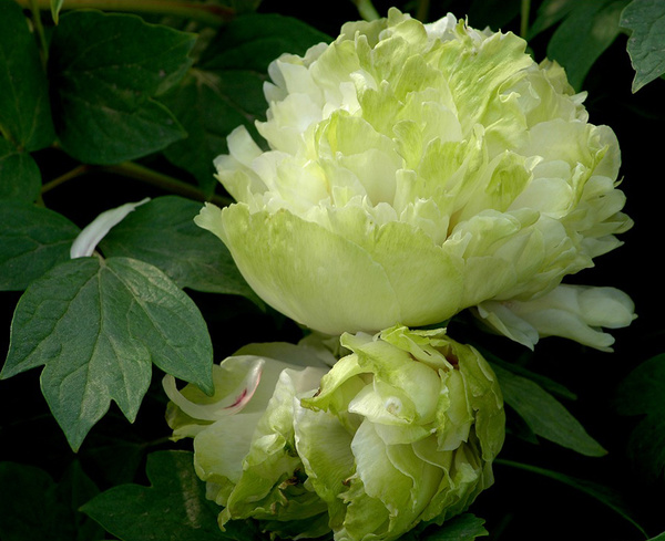 Green peony HD picture