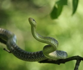 Green snake Stock Photo