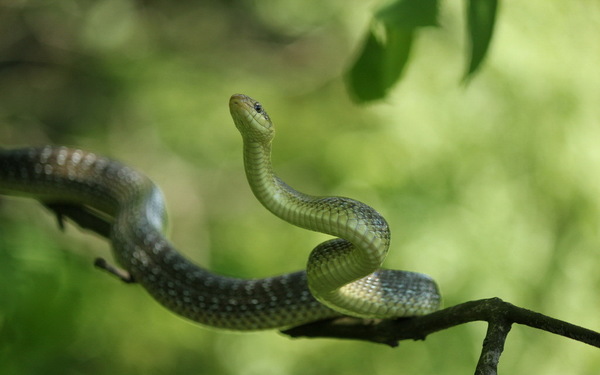 Green snake Stock Photo