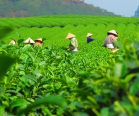 Green tea garden Stock Photo
