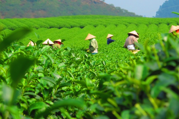 Green tea garden Stock Photo