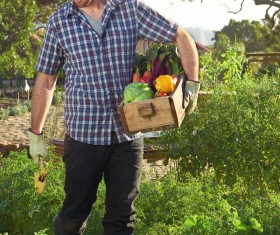 Harvested farmer HD picture