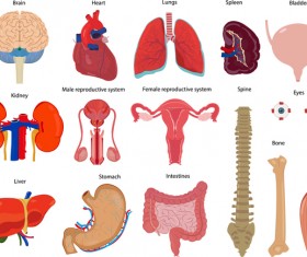 Human heart medical vector graphics 01 free download