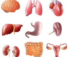 Human visceral organs illustration vectors set 02