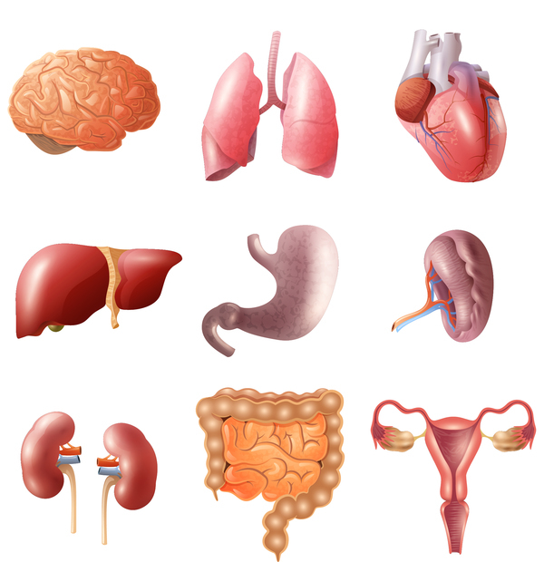 Illustration Of Woman S Internal Organs Human Internal Organ Diagram Stock Illustration