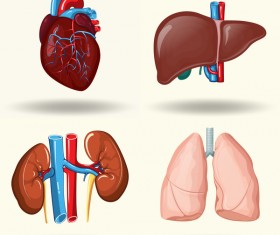 Human visceral organs illustration vectors set 03