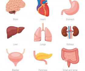 Human visceral organs illustration vectors set 04