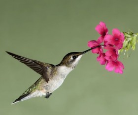 Hummingbird nectar HD picture 01