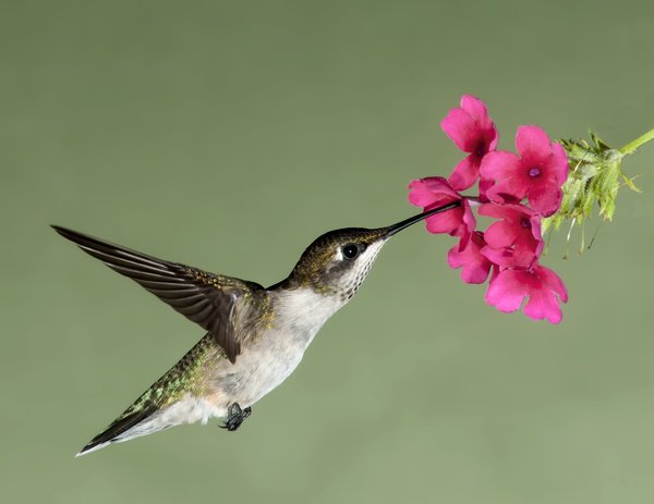 Hummingbird nectar HD picture 01