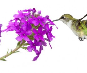Hummingbird nectar HD picture 02