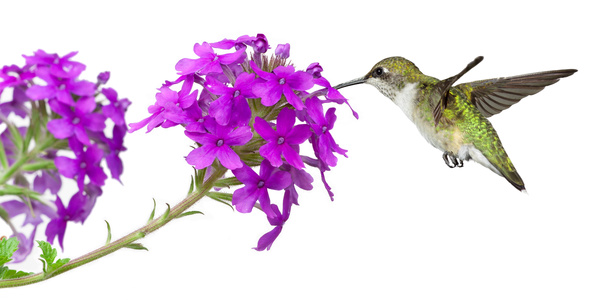 Hummingbird nectar HD picture 02