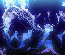 Jellyfish Photoshop Brushes
