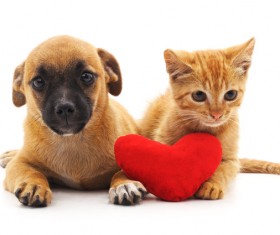 Kitten and puppy HD picture 01