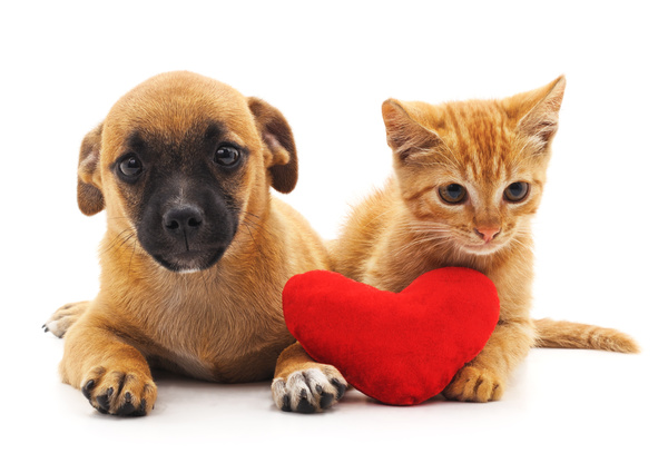 Kitten and puppy HD picture 01