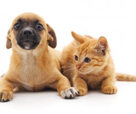 Kitten and puppy HD picture 02