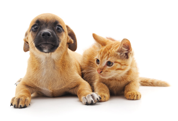 Kitten and puppy HD picture 02