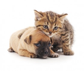Kitten and puppy HD picture 03