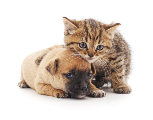 Kitten and puppy HD picture 03