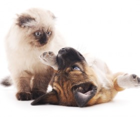 Kitten and puppy HD picture 04
