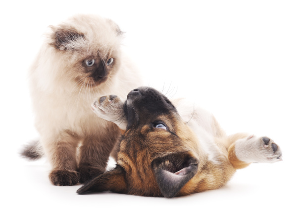 Kitten and puppy HD picture 04