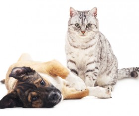 Kitten and puppy HD picture 05