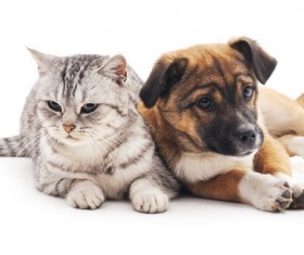 Kitten and puppy HD picture 06