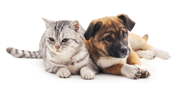 Kitten and puppy HD picture 06