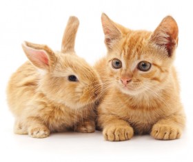 Kitten and rabbit HD picture