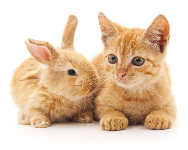 Kitten and rabbit HD picture