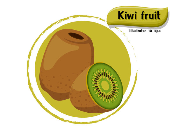 Kiwi fruit illustration vector