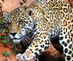 Leopard Stock Photo