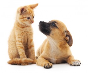 Look at the kittens dog HD picture